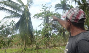 La suerte de ejemplares como el que señala Terán aún no está decidida.