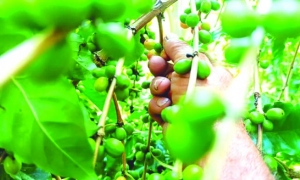 Hoy son insuficientes los brazos para sacar el café del campo. FOTO: SUSANA ANTÓN