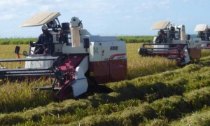 Tal como se había previsto, los rendimientos rondan, como promedio, las siete toneladas por hectárea. foto del autor